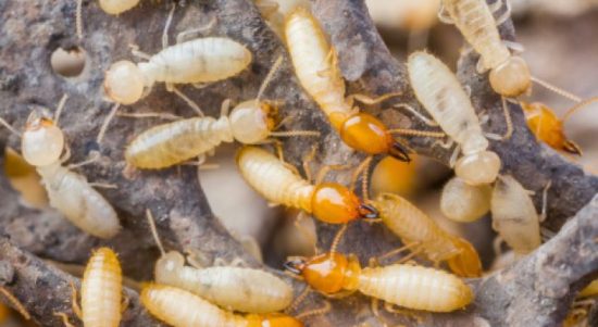 serangan hama rayap kayu di rumah